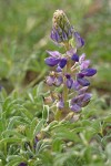 Seashore Lupine blossoms & foliage