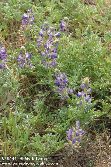 Lupinus littoralis