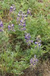 Seashore Lupine