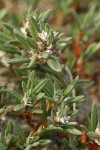 Beach Knotweed blossoms & foliage