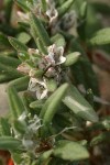 Beach Knotweed blossoms & foliage detail