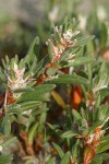 Beach Knotweed blossoms & foliage detail