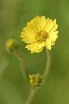 Coast Madia blossom