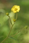 Coast Madia blossom