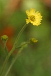 Coast Madia blossom