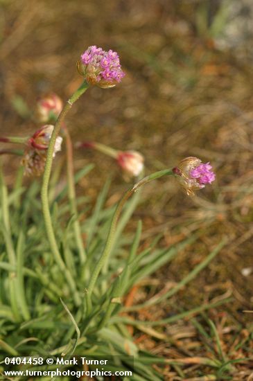 Armeria maritima