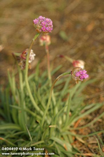 Armeria maritima