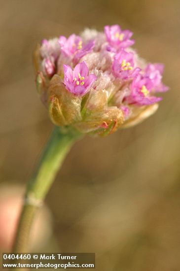 Armeria maritima