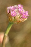 Sea Pink blossoms detail