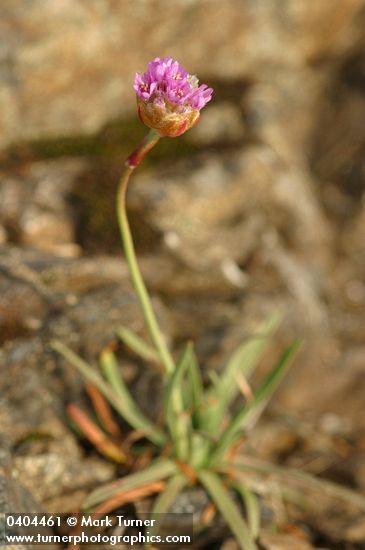 Armeria maritima