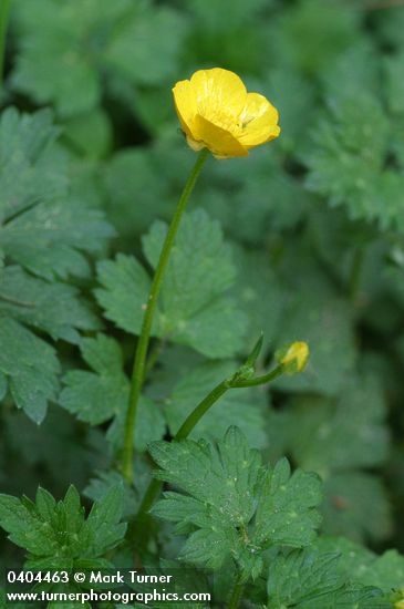 Ranunculus repens