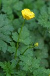 Creeping Buttercup