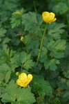 Creeping Buttercup