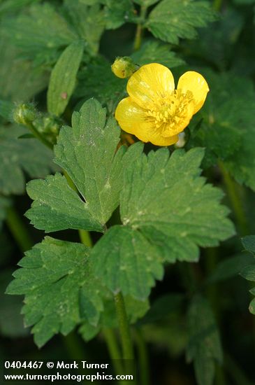 Ranunculus repens