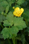 Creeping Buttercup blossom & foliage detail