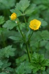 Creeping Buttercup