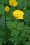 Creeping Buttercup