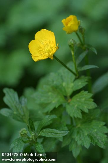 Ranunculus repens