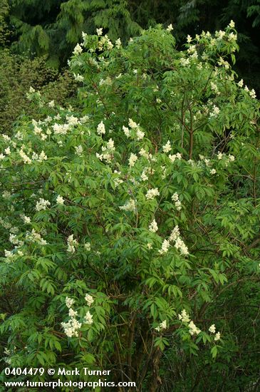 Sambucus racemosa