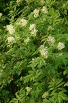 Red Elderberry blossoms & foliage