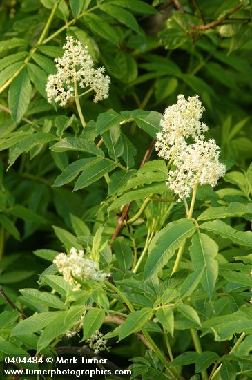 Sambucus racemosa