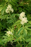 Red Elderberry blossoms & foliage