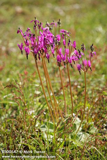 Dodecatheon hendersonii