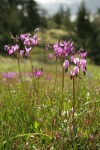 Henderson's Shooting Star in rocky meadow w/ forest soft bkgnd