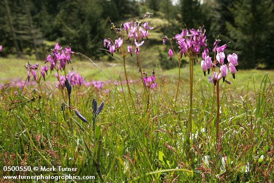 Dodecatheon hendersonii