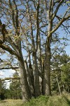 Garry Oaks against sky, leafing out in spring