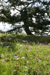 Henderson's Shooting Stars w/ contorted Douglas-fir bkgnd