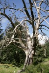 Garry Oak large dead snag against blue sky