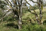 Garry Oaks in open hillside meadow, leafing out in spring