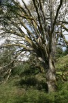 Garry Oak leafing out in spring