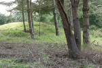 Douglas-firs lower branches trimmed up and girdled for clearing to restore oak savannah