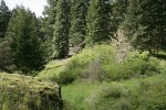 Shrub community in oak savannah, bordered by Douglas-firs