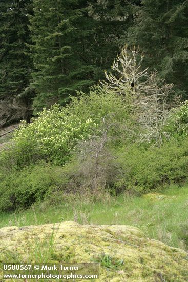 Malus fusca; Sambucus racemosa; Symphoricarpus albus; Pseudotsuga menziesii; Quercus garryana