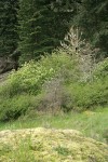 Shrub community in oak savannah, bordered by Douglas-firs