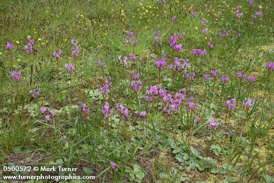 Dodecatheon hendersonii