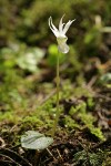 Albino Calypso Orchid