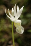 Albino Calypso Orchid blossom detail