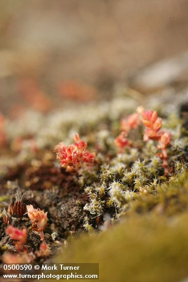 Crassula connata (Tillea erecta)