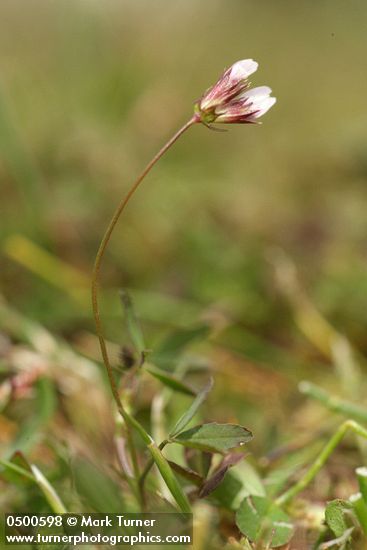 Trifolium oliganthum