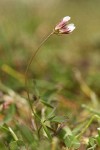 Few-flowered Clover