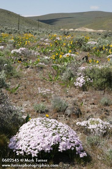 Phlox speciosa; Artemisia tridentata; Balsamorhiza sagittata