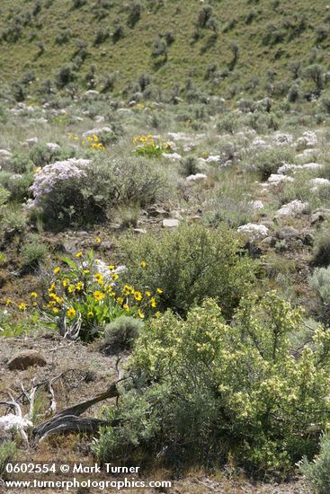 Purshia tridentata; Balsamorhiza sagittata; Phlox speciosa; Artemisia tridentata