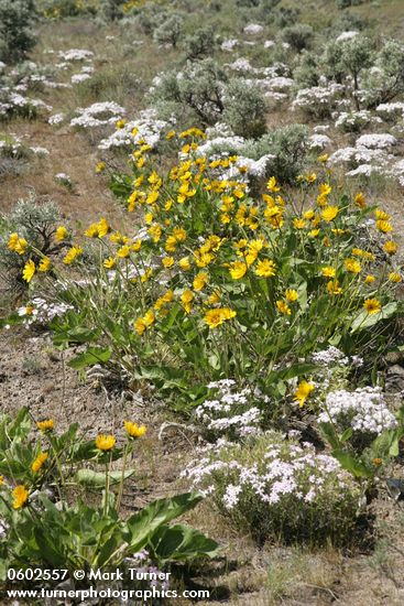 Balsamorhiza sagittata; Phlox speciosa; Artemisia tridentata