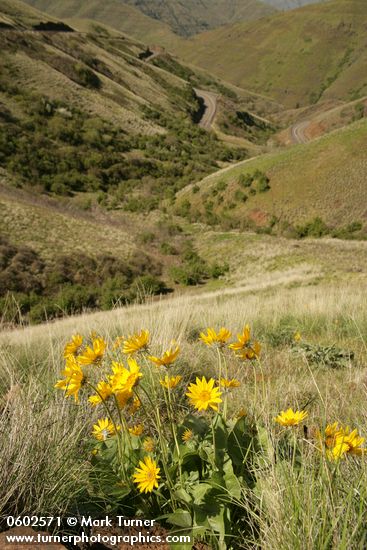 Balsamorhiza sagittata