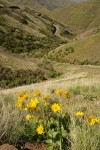 Rattlesnake Grade (WA 129) winds down to Grande Ronde valley, view south w/ Arrowleaf Balsamroot fgnd