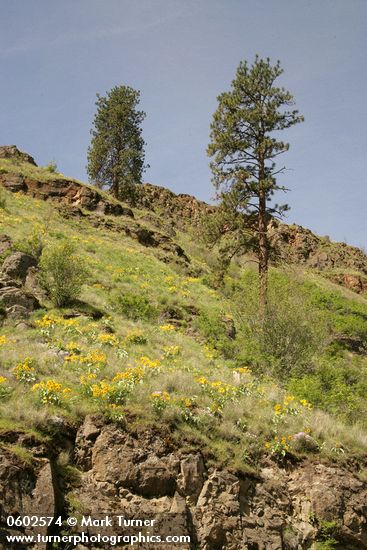 Pinus ponderosa; Balsamorhiza sagittata